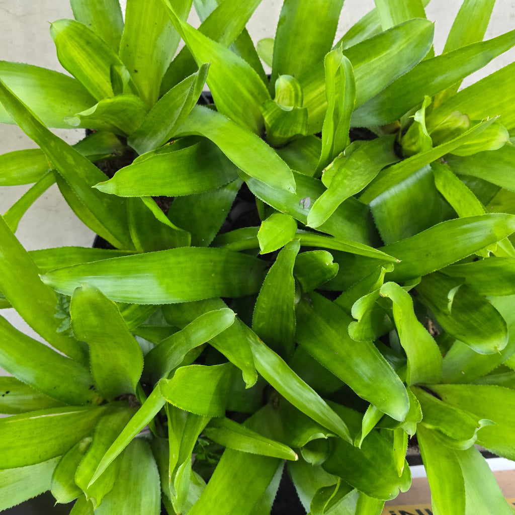 Bromeliad - assorted 6" (rescue)
