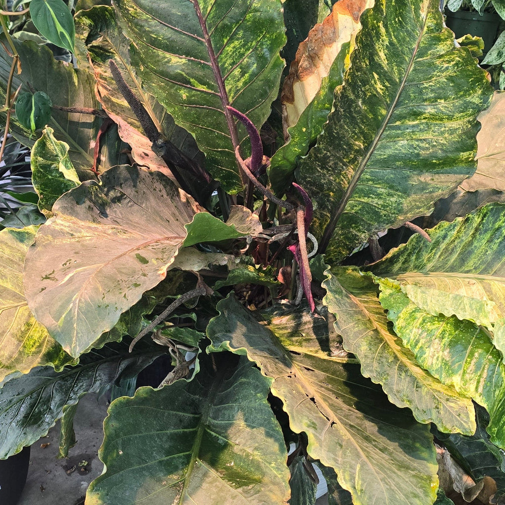 Anthurium hookeri variegated - XL