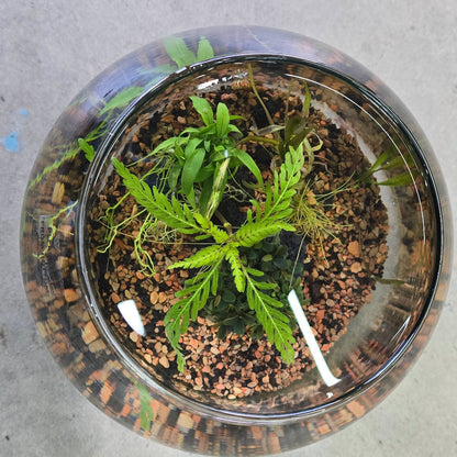 Aquascaping Bowl Workshop - Nov 20th (Friday) 6pm - 8pm