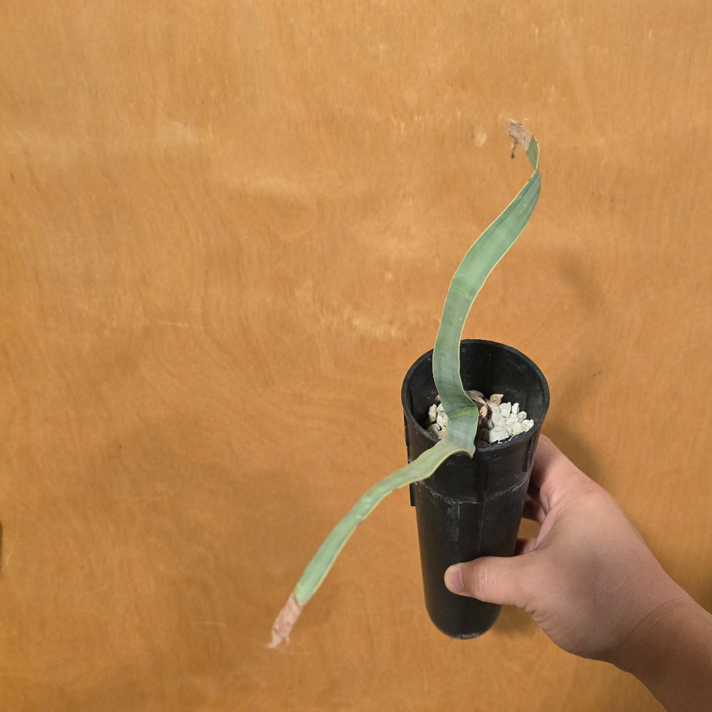 Welwitschia mirabilis - 4"