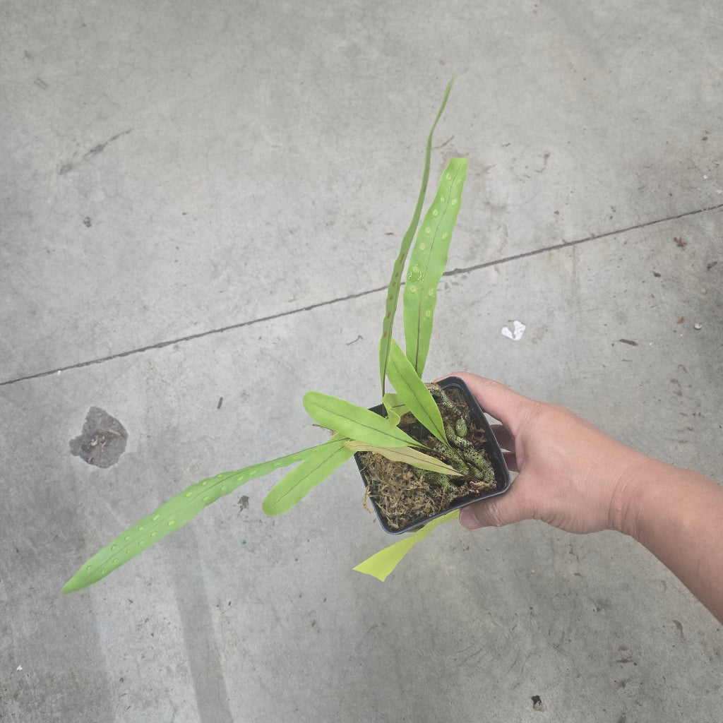 Lecanopteris sinuosa - 4"