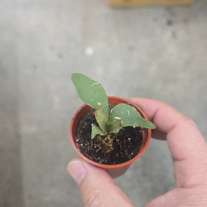 Platycerium willinckii 'OMG' - 2"