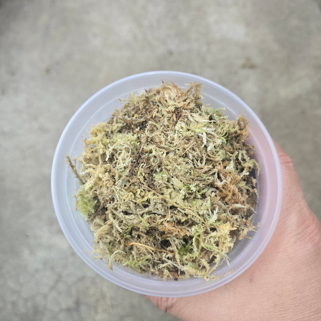Sphagnum moss -  16 OZ