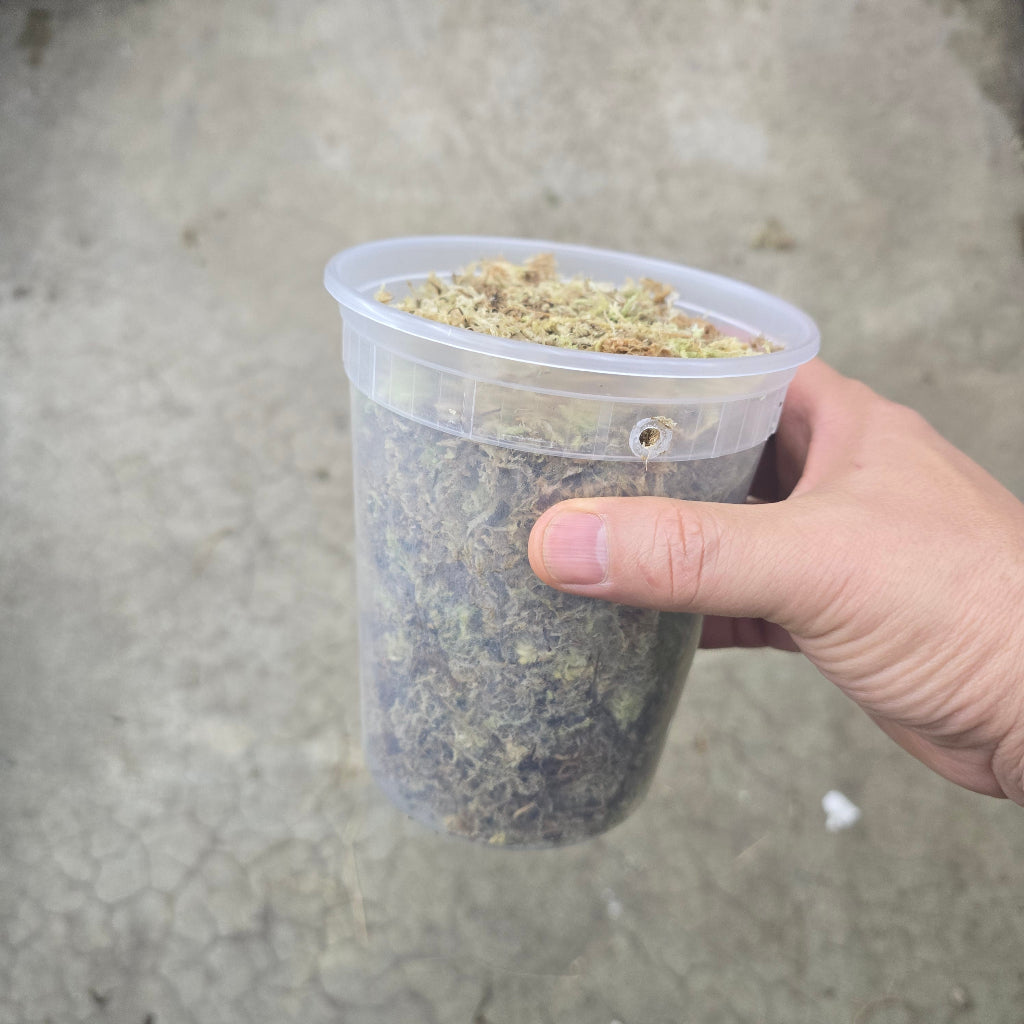 Sphagnum moss -  16 OZ