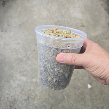 Sphagnum moss -  16 OZ
