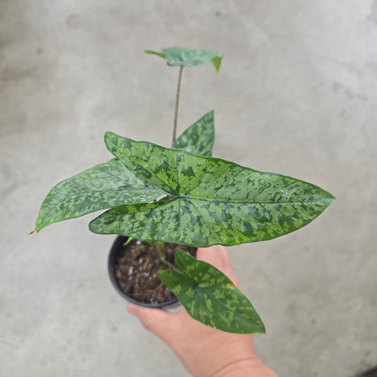 Alocasia heterophylla 'Shattered Glass' - 4"