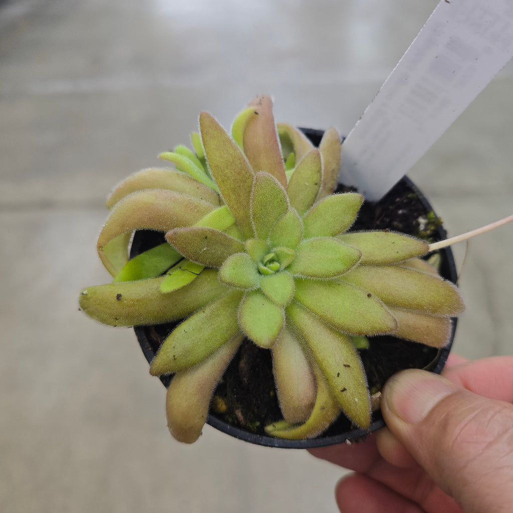 Pinguicula agnata x gypsicola - 3.5"