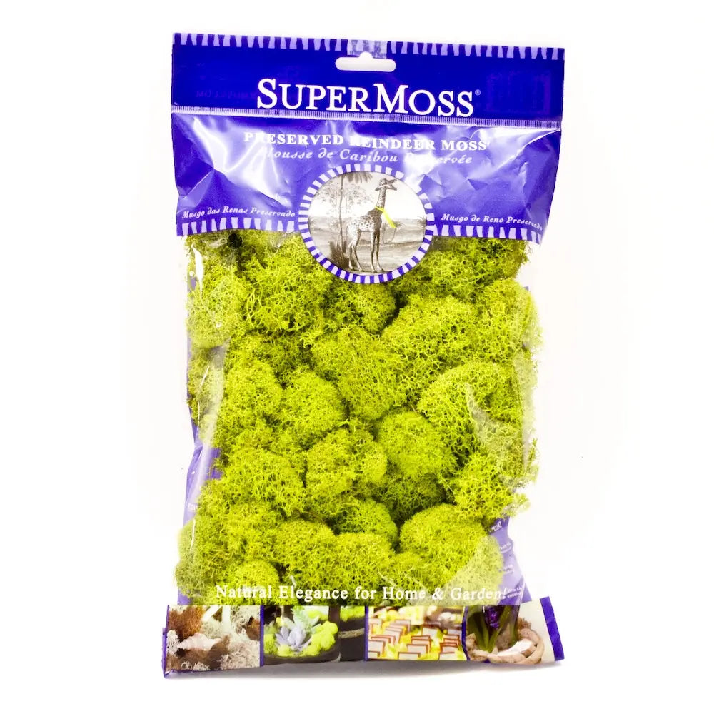 Reindeer Moss
