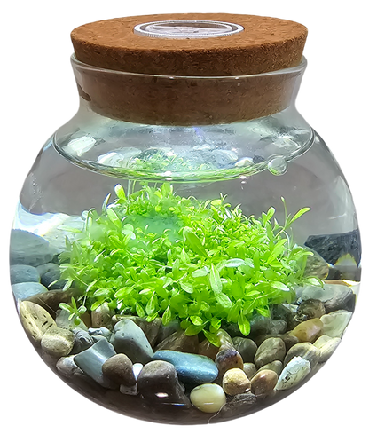 WaterPlants