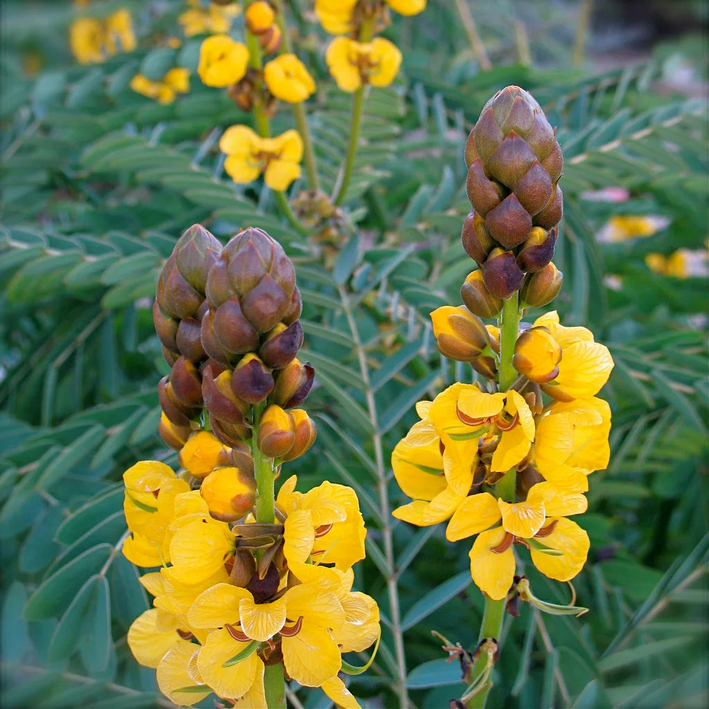 Senna didymobotrya - 4"