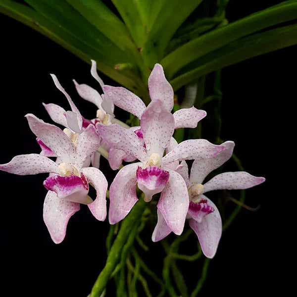 Vanda pumila x Rhynchostylis gigantea spot