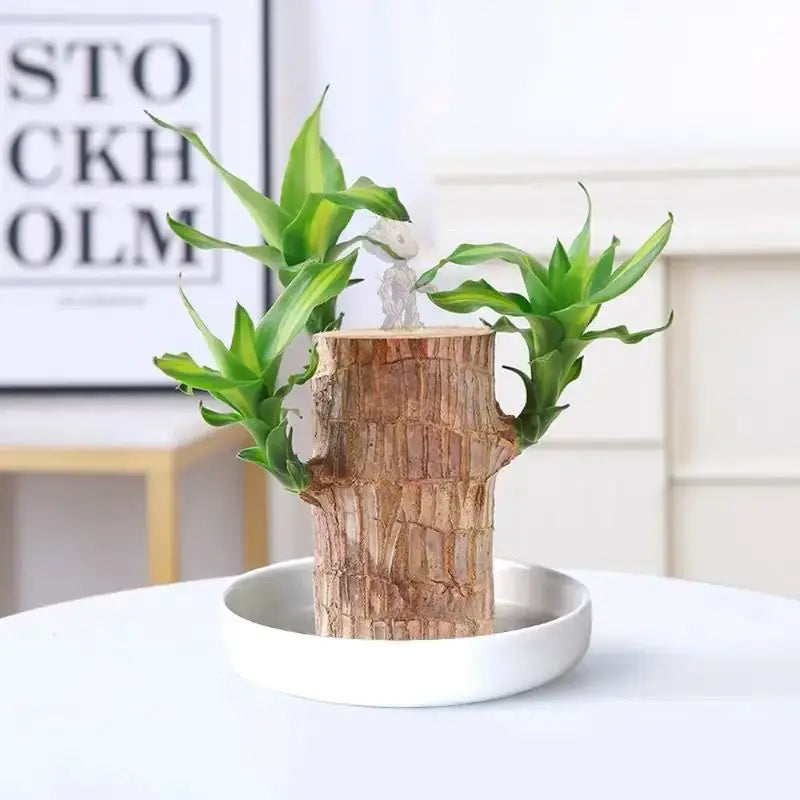 Dracaena fragans - Stump