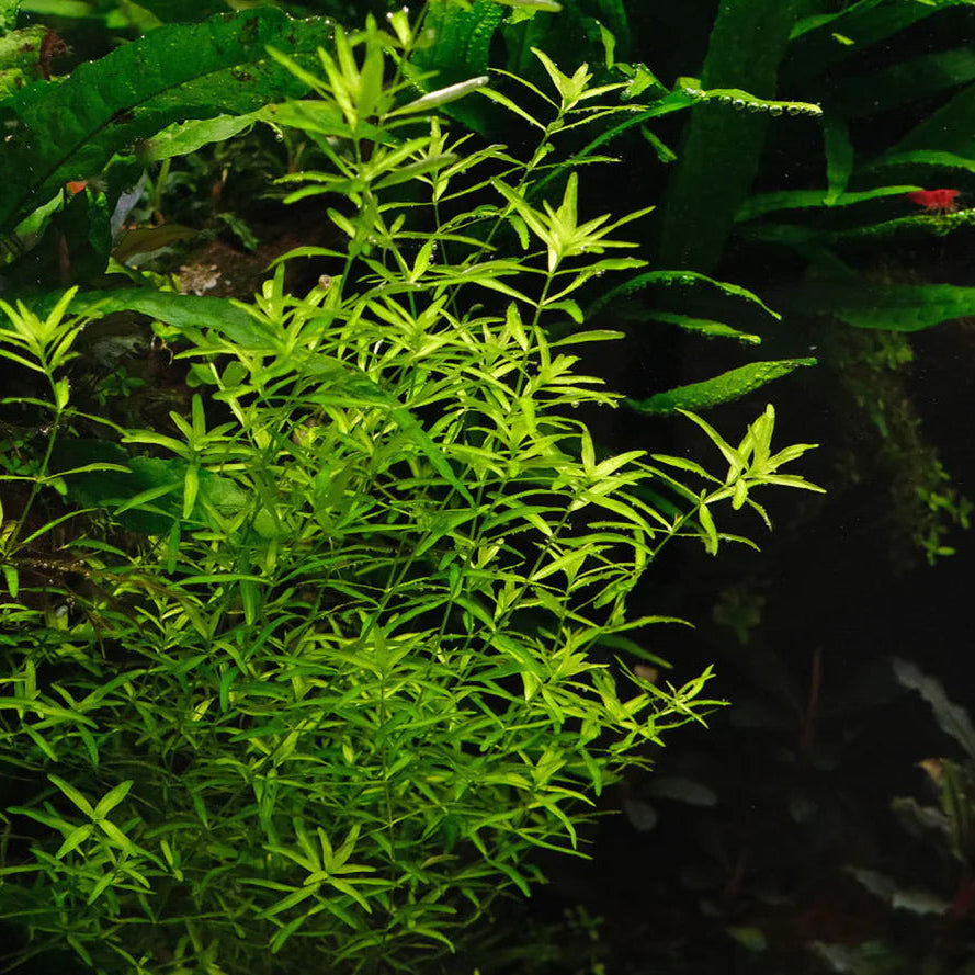 Hemianthus glomeratum - ADA