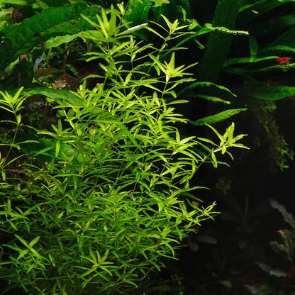 Hemianthus glomeratum - ADA