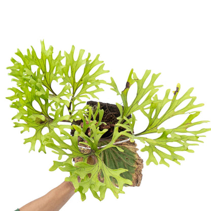 Platycerium ridleyi - 2"