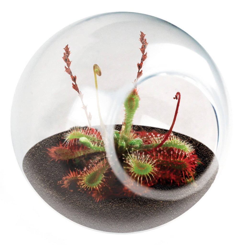 Tiny Terrarium Carnivorous Glass Terrarium