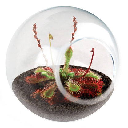 Tiny Terrarium Carnivorous Glass Terrarium