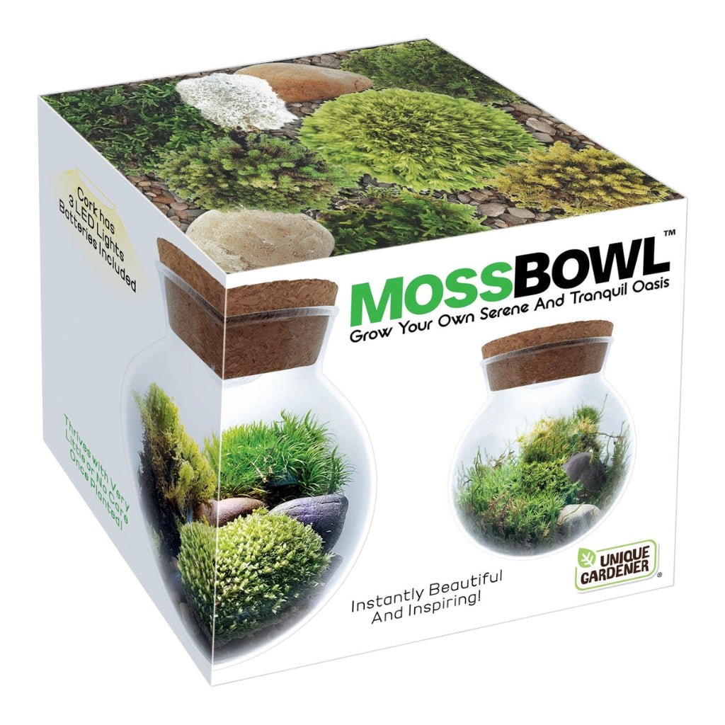 Mossbowl Glass Terrarium
