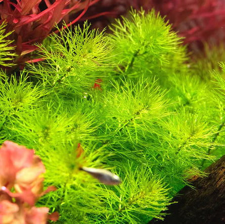 Myriophyllum sp. 