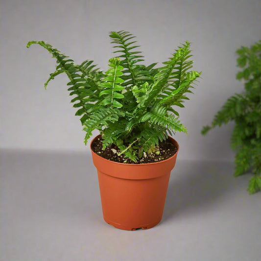 Nephrolepis ob. 'Jester's Crown' - 4"