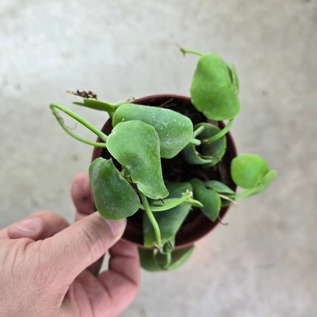 Dischidia platyphylla - 4