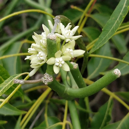 Cynanchum viminale - 4"