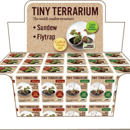 Tiny Terrarium Carnivorous Glass Terrarium