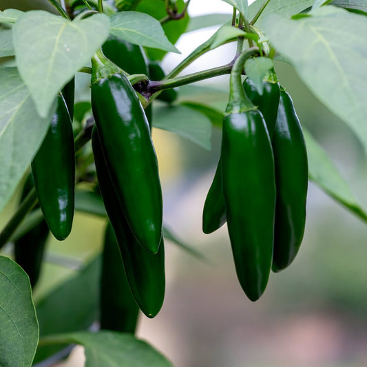 Jalepeno pepper - 5"
