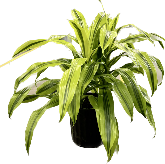 Tropical Foliage - 8" (assorted)