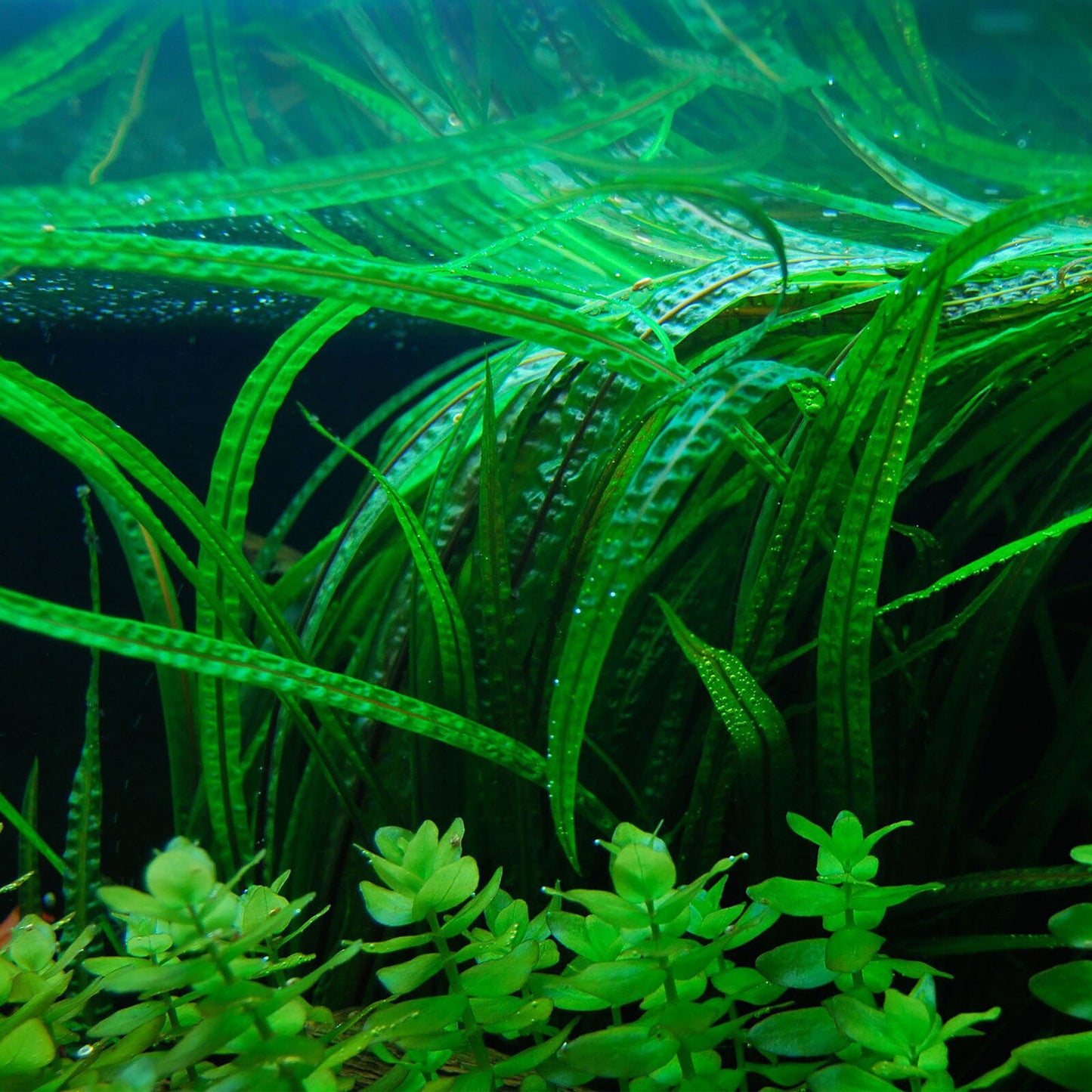 Cyryptocoryne Balansae