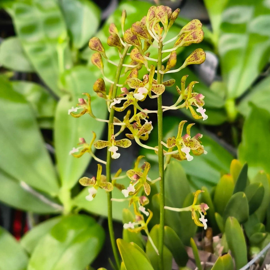 Acriopsis Densiflora