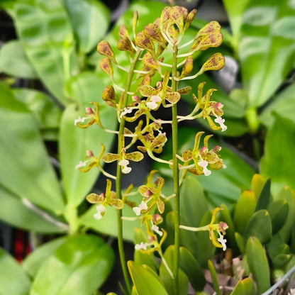 Acriopsis Densiflora