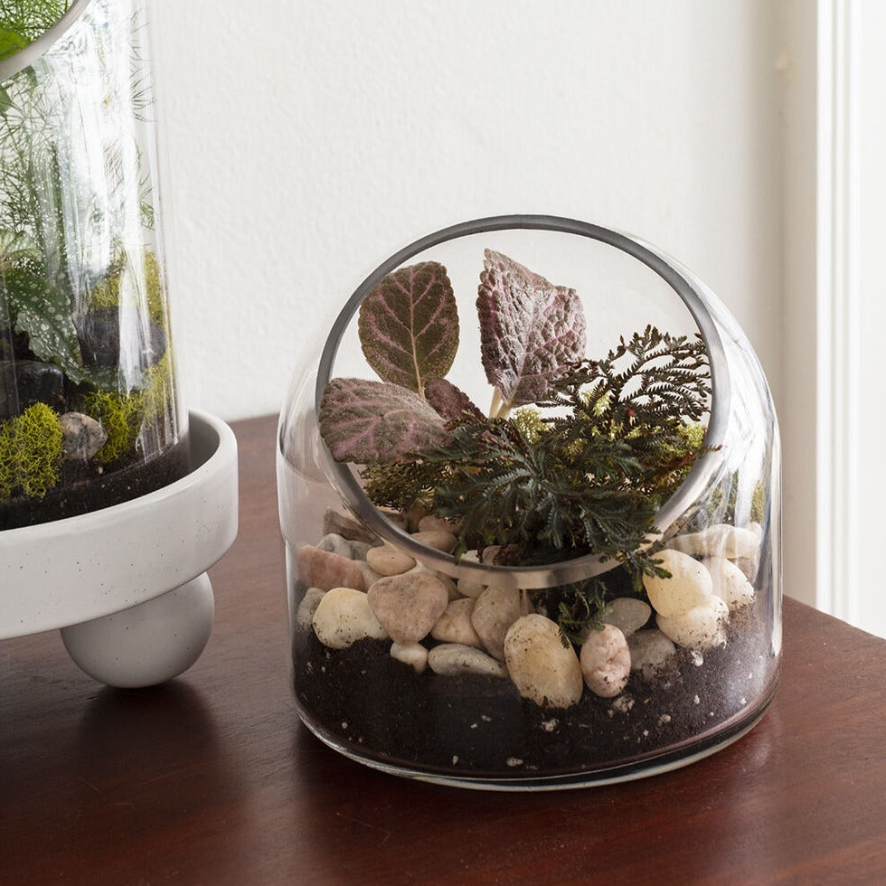 Warner Terrarium - 5.75