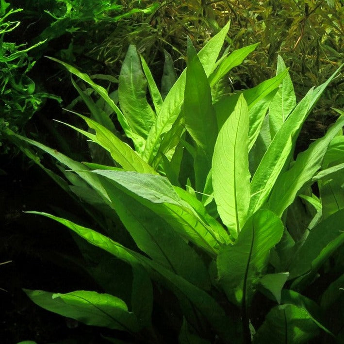 Hygrophila angustifolia - bunch