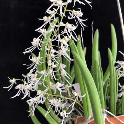 Dendrobium wassellii