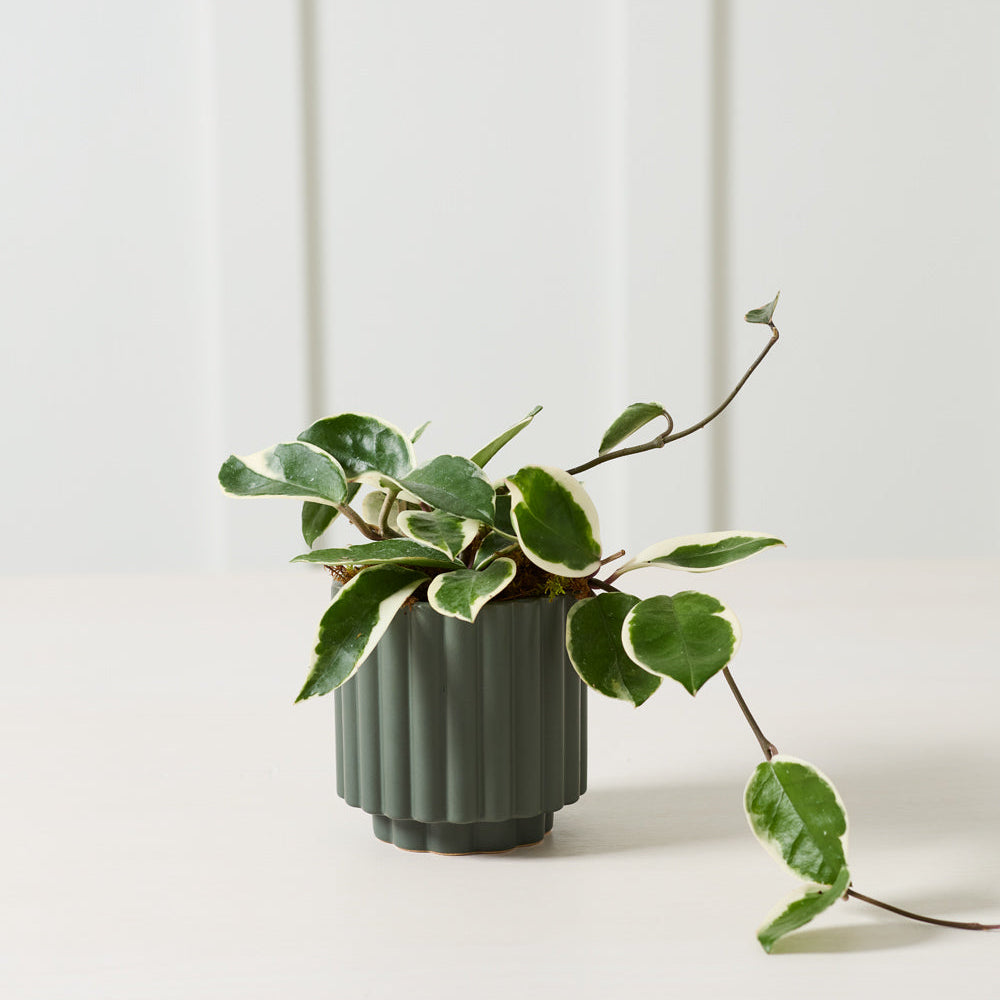 Carmen Pot - 4.5" (dark green)