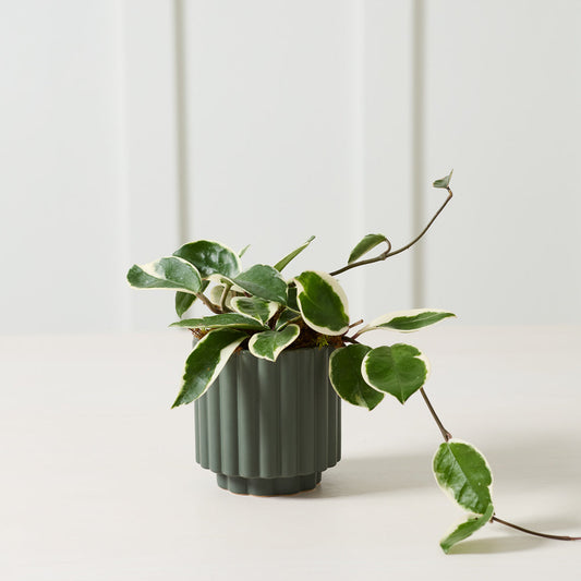 Carmen Pot - 4.5" (dark green)