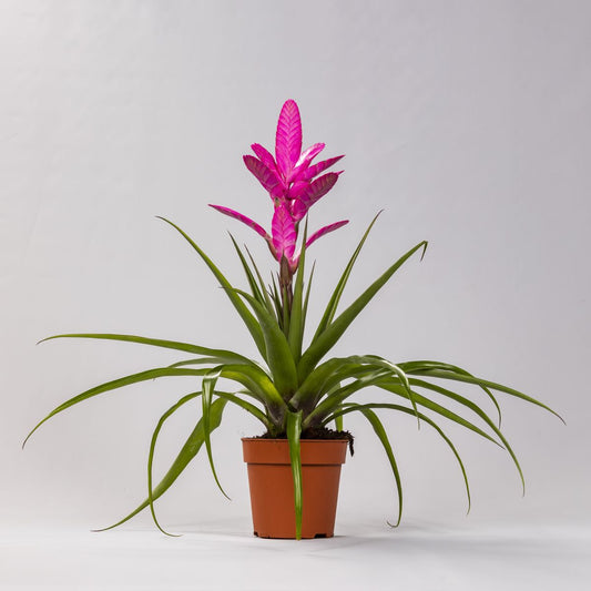 Tillandsia 'antonio' - 6"