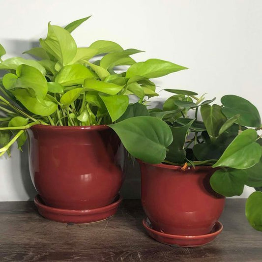 Aurora Bell Planter - 8"