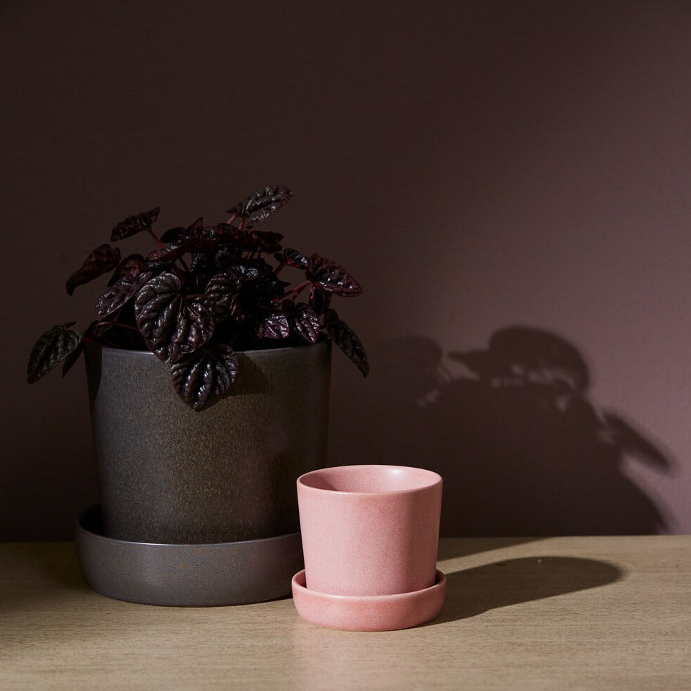 Watson Pot (pink) - 3.5