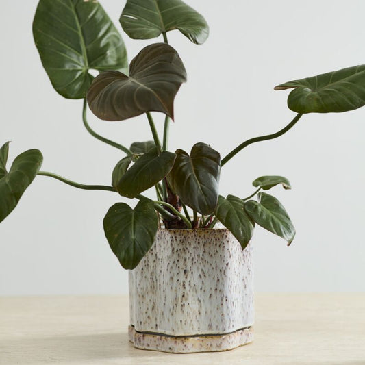 Avenell Pot - 7.5"