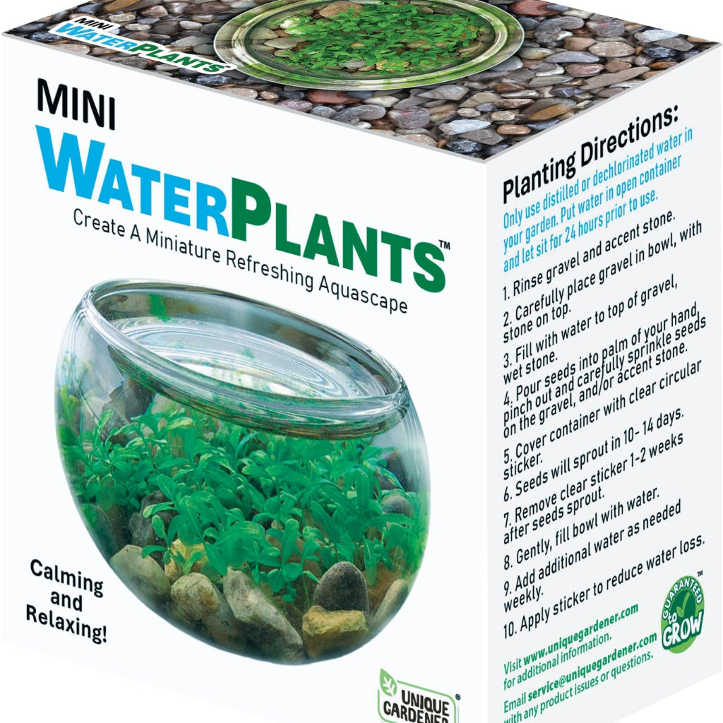 Mini Water Plants Terrarium