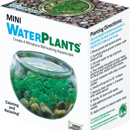 Mini Water Plants Terrarium