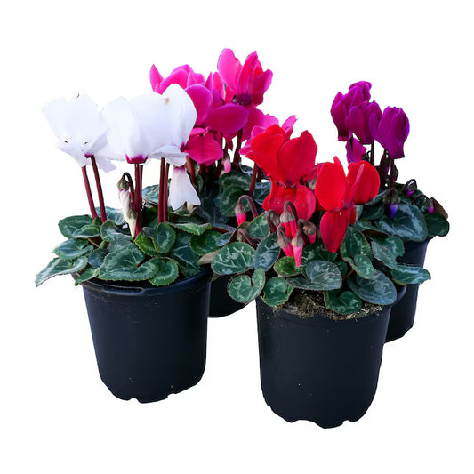 Cyclamen assorted - 4"