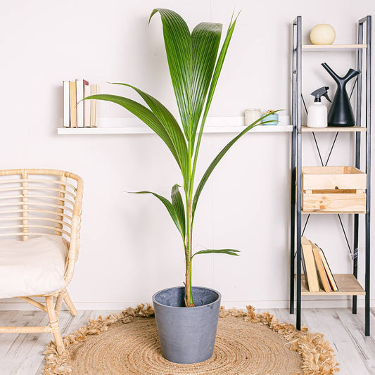 Cocos nucifera - 6"