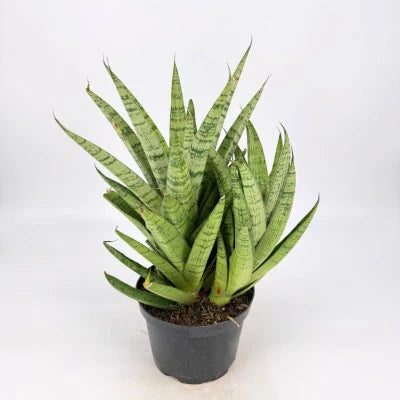 Sansevieria 'Crown' - 4"
