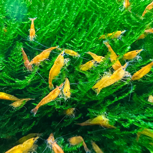 Orange Sakura Shrimp