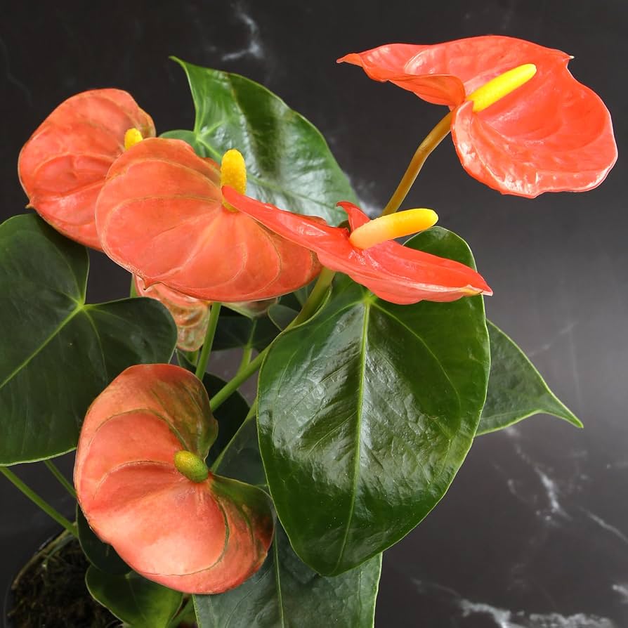 Flamingo Flower Orange - 6"
