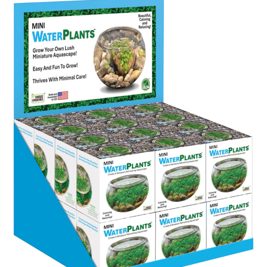 Mini Water Plants Terrarium