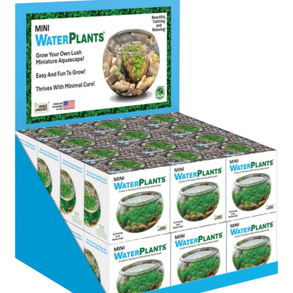 Mini Water Plants Terrarium